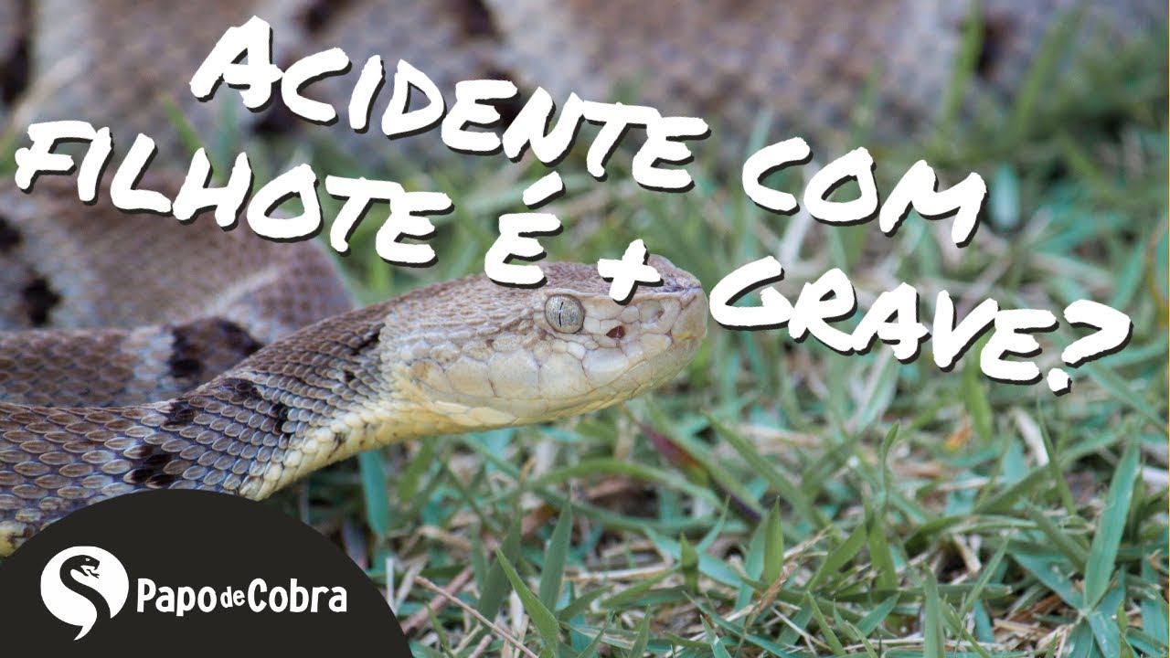 CHC  Filhote de cobra…