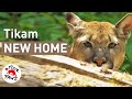 Puma tikam is moved into his new large enclosure