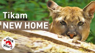 Puma Tikam is moved into his new large enclosure!