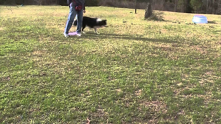 Reactive Dog and Off Leash Safety Positions - "Beh...