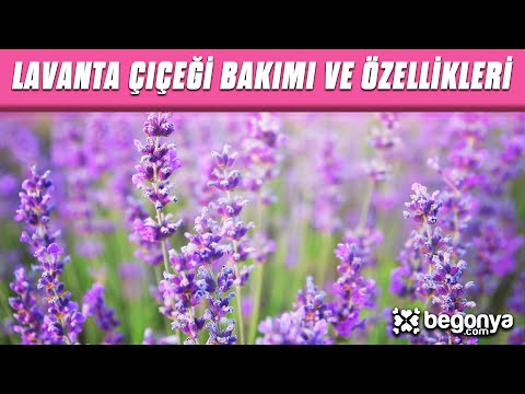 Lavanta Çiçeğinin Bakımı ve Özellikleri