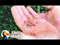 Couple Finds Tiny Sparrow After A Storm | The Dodo Little But Fierce