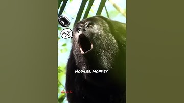Thumbnail of Howler monkey call#monkey#mammals#animalsound@mamatv8542.