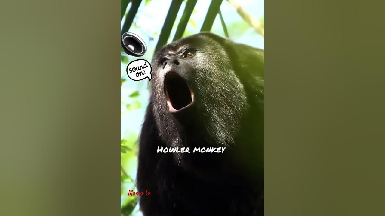 Howler monkey call#monkey#mammals#animalsound@mamatv8542.