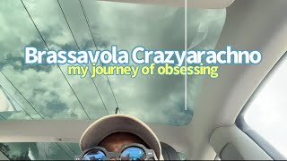 My history with Brassavola Crazyarachno and the Orchid obsession