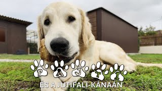 Pajti, A Den Retriever - 9. Rész Pajti És A Jutifali-Kánaán