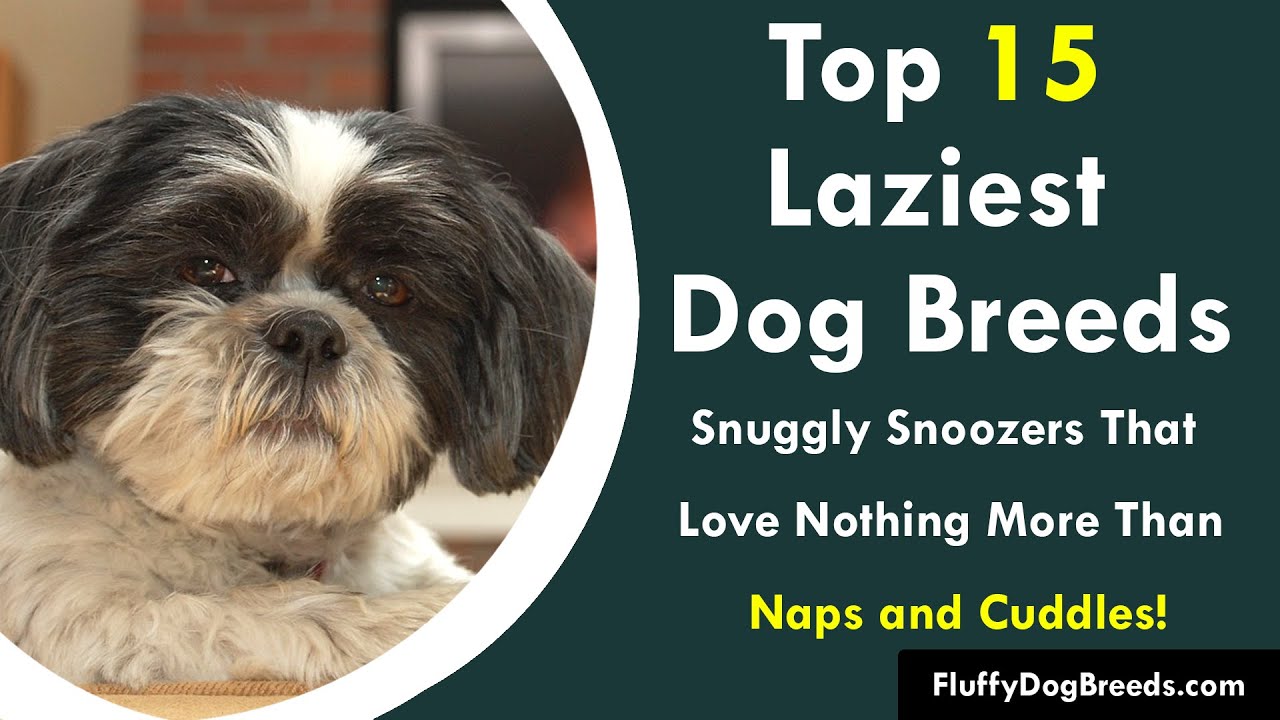 Top 15 Laziest Dog Breeds Snuggly Snoozers That Love Nothing More Than