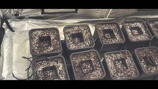 Cannabis Grow Setup  - Energy Saving Experiment - DIY