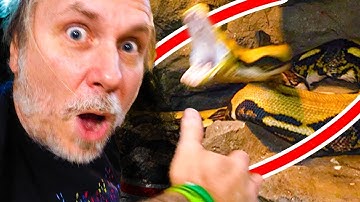 20 FOOT ANGRY SNAKE!! STRIKING AT EVERYONE!! CLOSE CALLS!! | BRIAN BARCZYK
