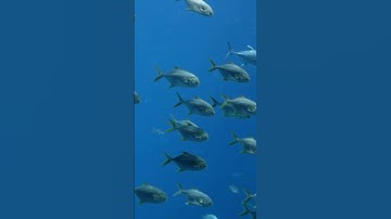 ISEB 13+ CLASSIFICATION The 5 groups of vertebrates Biology pass your exams @letsgettothemarks