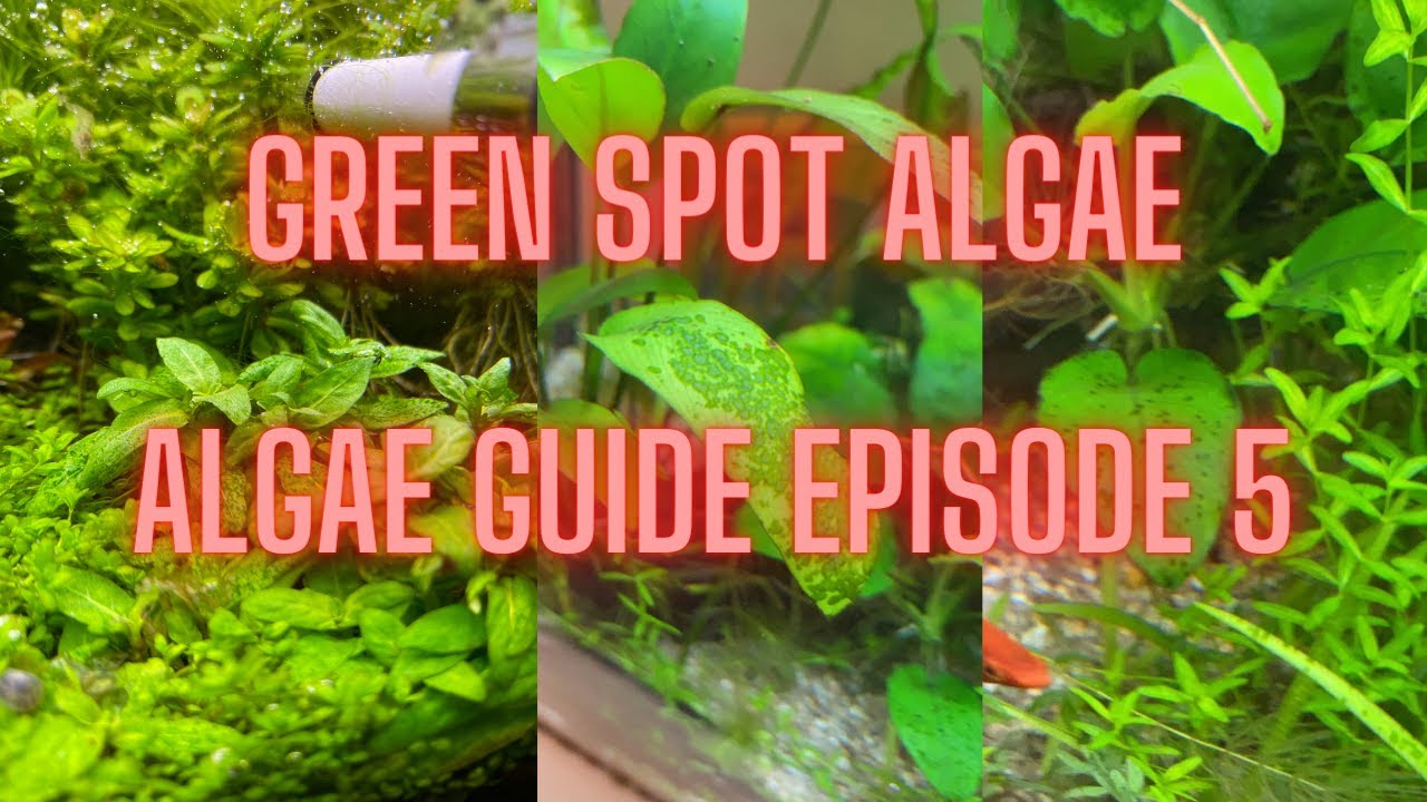 AQUARIUM ALGAE GUIDE Ep #5 Green Spot Algae - MaxresDefault