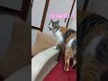 パパが4日ぶりに帰ってきたら猫は…… #保護猫 #子猫 #cat