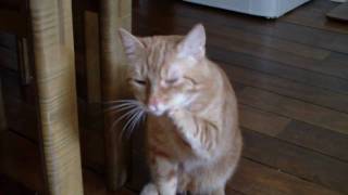 Sneezing cat can't stop sneezing !!