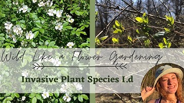 Invasive Plant Identification Part 1