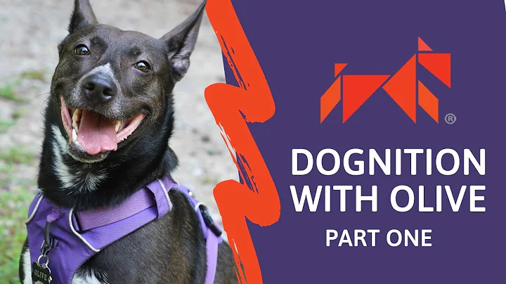Dognition with Olive - Part One
