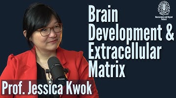 How is brain development shaped by the Extracellular Matrix