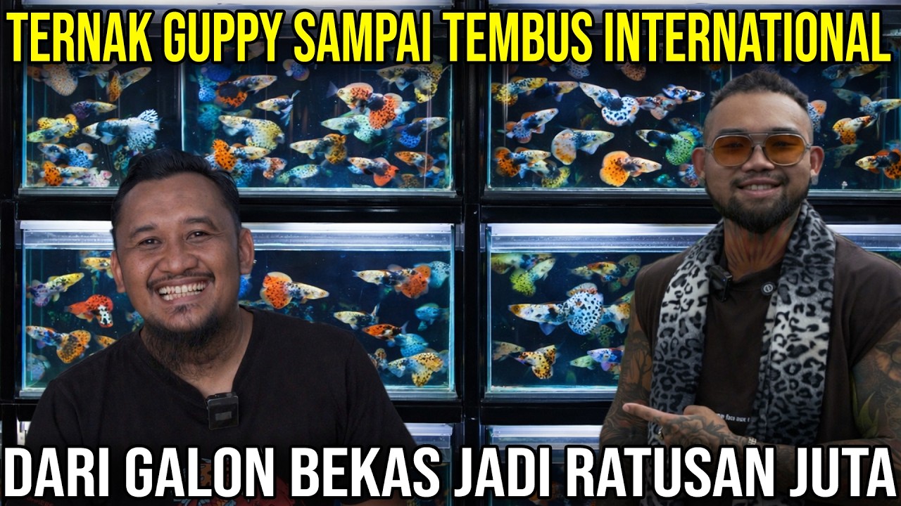 TERNAK GUPPY SAMPAI TEMBUS INTERNATIONAL DARI GALON BEKAS JADI RATUSAN JUTA#AudreyA #KINGOFTHEJUNGLE