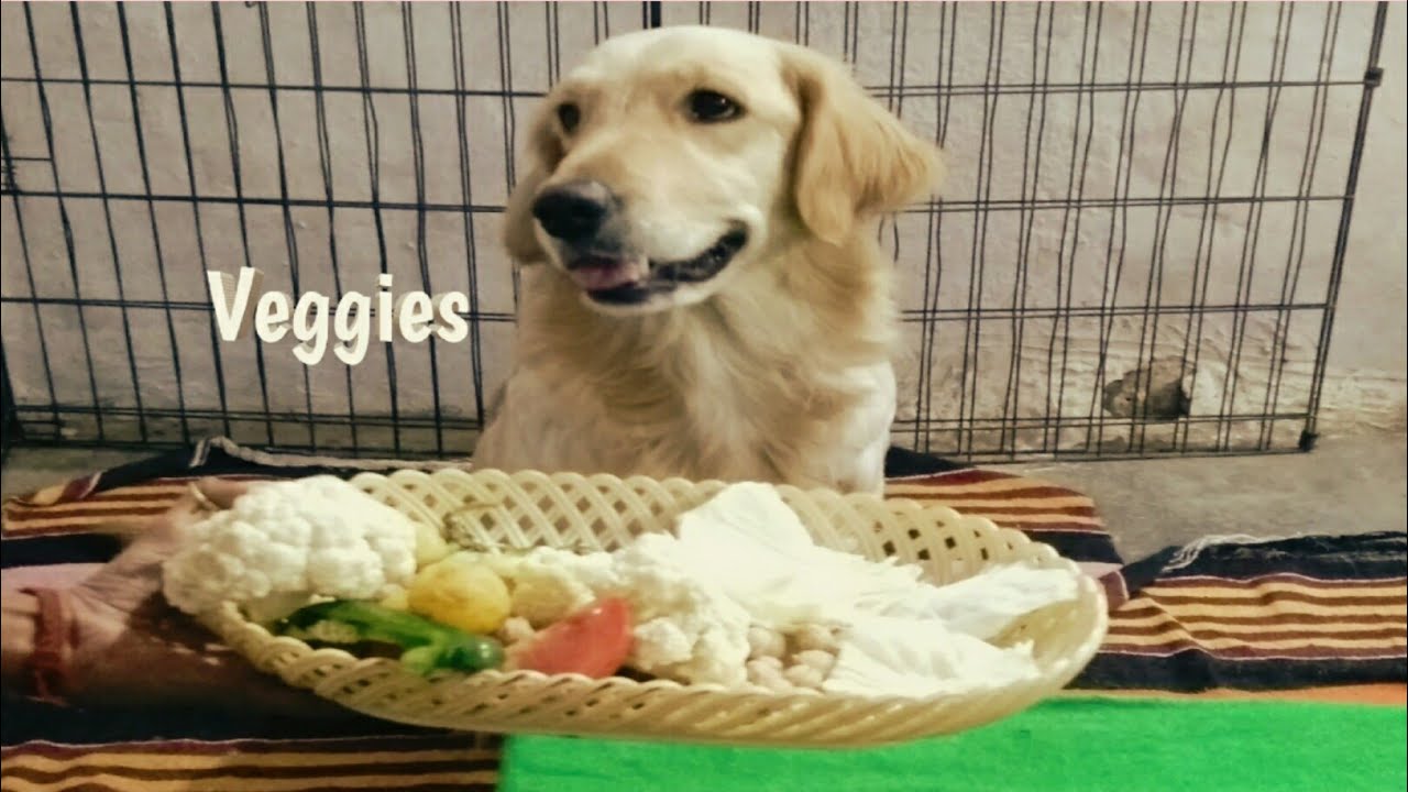 Golden Retriever Giving Food Taste Review 🍲/Buddies Pawer YouTube