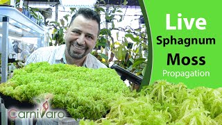 Live Sphagnum Moss the ultimate propagation and care guide by Carnivaro