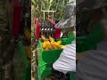High-Speed Corn Harvesting | #Shorts #Agriculture #ModernFarming