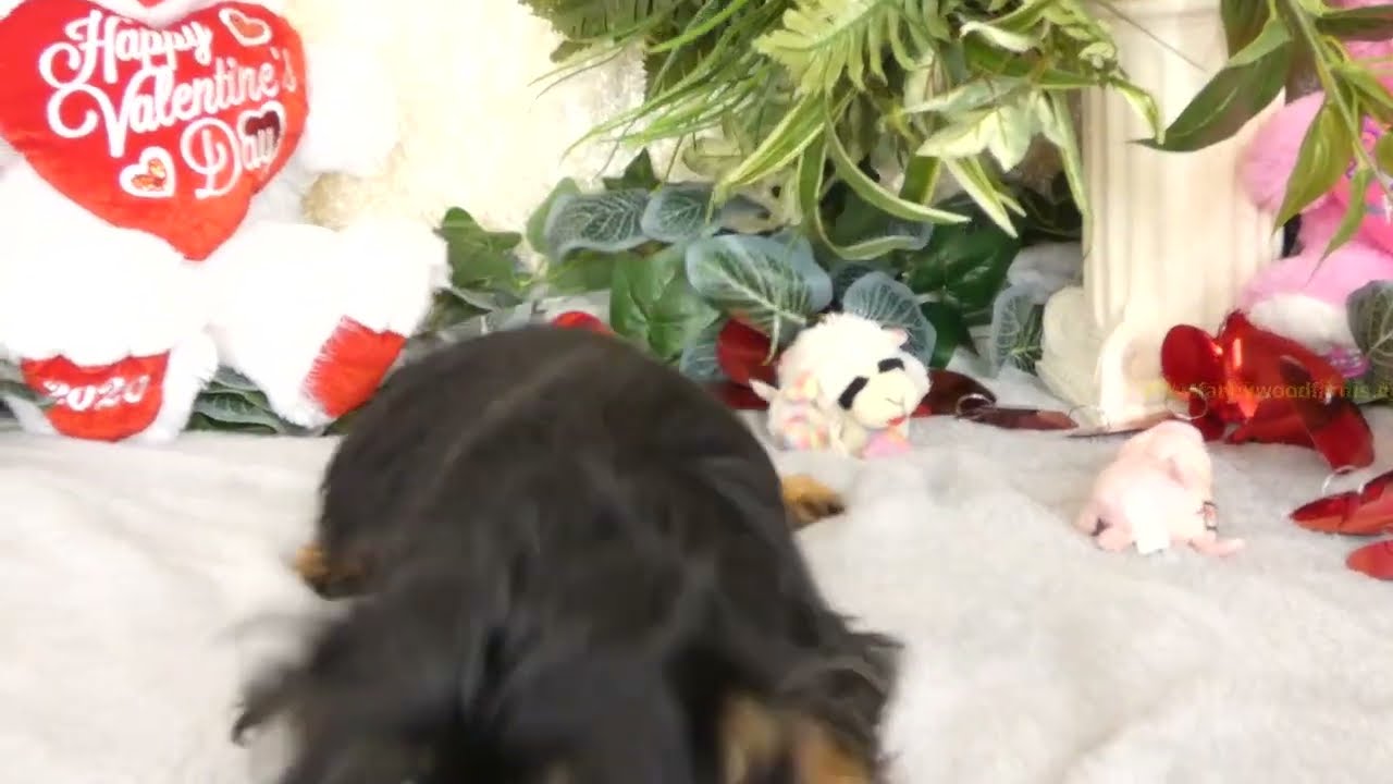 Cowboy video 02 01 23