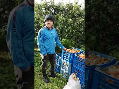 Video: Cum Să Culegi Mandarine Bune