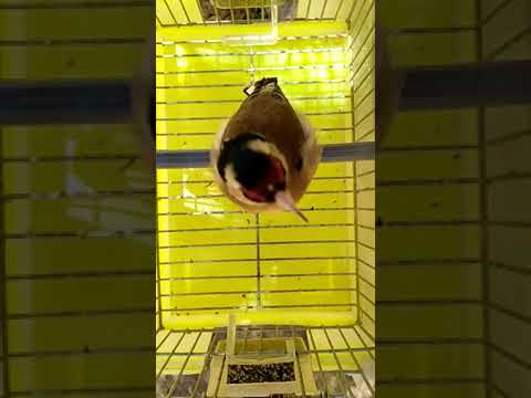 المقنين الغربي 