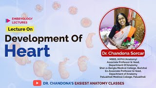 Lecture On Development Of Heart