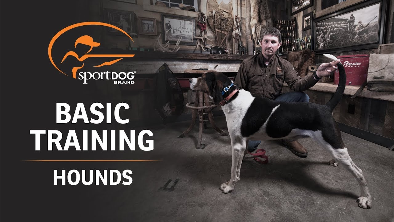 Basic Training :: Hounds