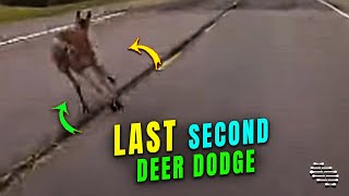 Deer Barely Avoids a Car Last Second
