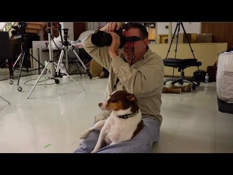 Dog's Life at a Photo Shoot