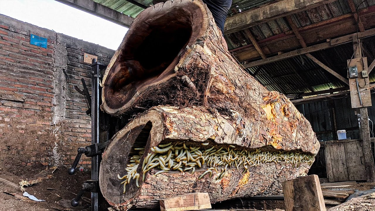 Risking Lives at the Sawmill ‼️ Unexpected Giant Hollow Inside Suar ...