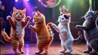 Kucing joget lucu..