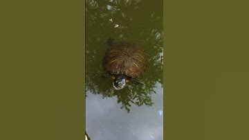 Take a Deep Breath - Amazing Footage of Turtles Surfacing (Short)