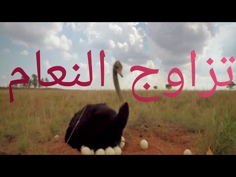 طيور لا تطير تزاوج طائر النعام واغرب العادات