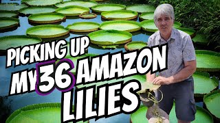 Amazon Water Lily Road Trip