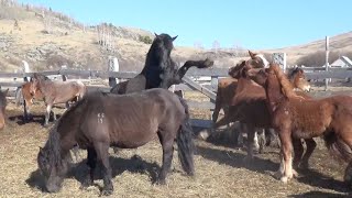 Жеребцы возвращаются в свои косяки после 2-х месяцев разлуки