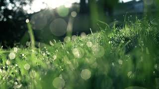 Grass Dew Field Fog ( HD VIDEO ).