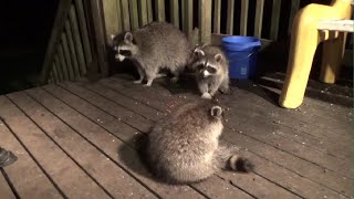 Baby Raccoon Wrestling Match