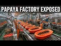 Inside a Modern Papaya Factory | Full Production Process