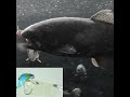 イメージは大切です#fishing #lure #MUKAI #SCIENCE #ZANMU #KOMAYA  #TROUT #DRAG  #ルアーフィッシング #小満屋ドラグ #ホース理論