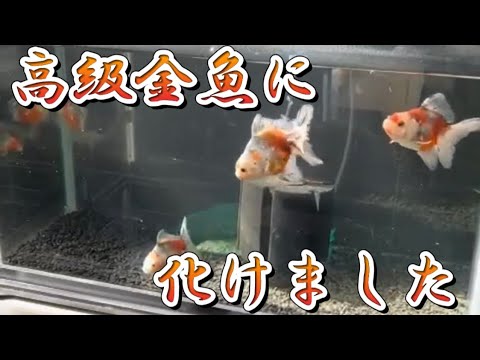 金魚飼育 去年の10月に迎え入れた東錦当歳魚の成長記録と7月に入ってからの1センチ水槽の様子 金魚飼育 金魚 Youtube