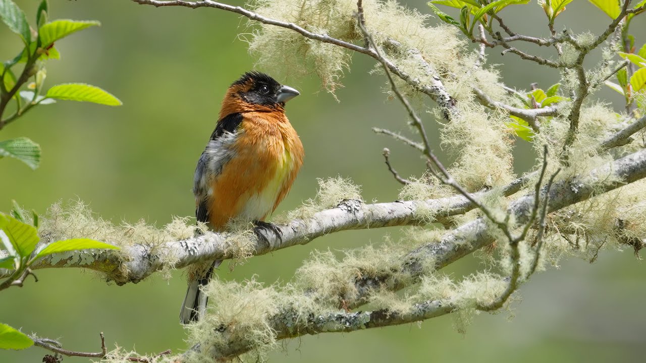 Black Headed Grossbeak chilling on a branch