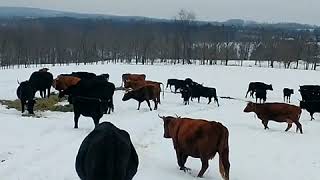 Bobolink Dairy & Bakehouse Cows Having A Snow Day, December 2020