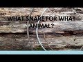 What Type of Snare for What Animal?