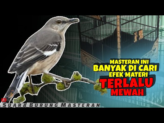 BANYAK DICARI! BURUNG MEWAH DAN TERBAIK || SUARA BURUNG MASTERAN BURUNG LOMBA class=