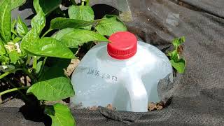 DIY Milk Jug Garden Watering System - Uses Less Water