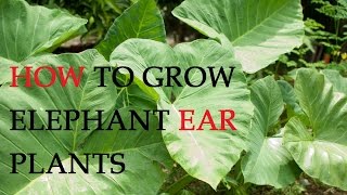How to Grow Elephant Ear Plants