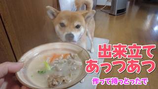 【柴犬小夏】ご飯作って待ってたよー! 後編 小夏水彩