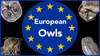 European Owls - Sounds